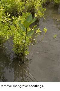 Mangrove seedling